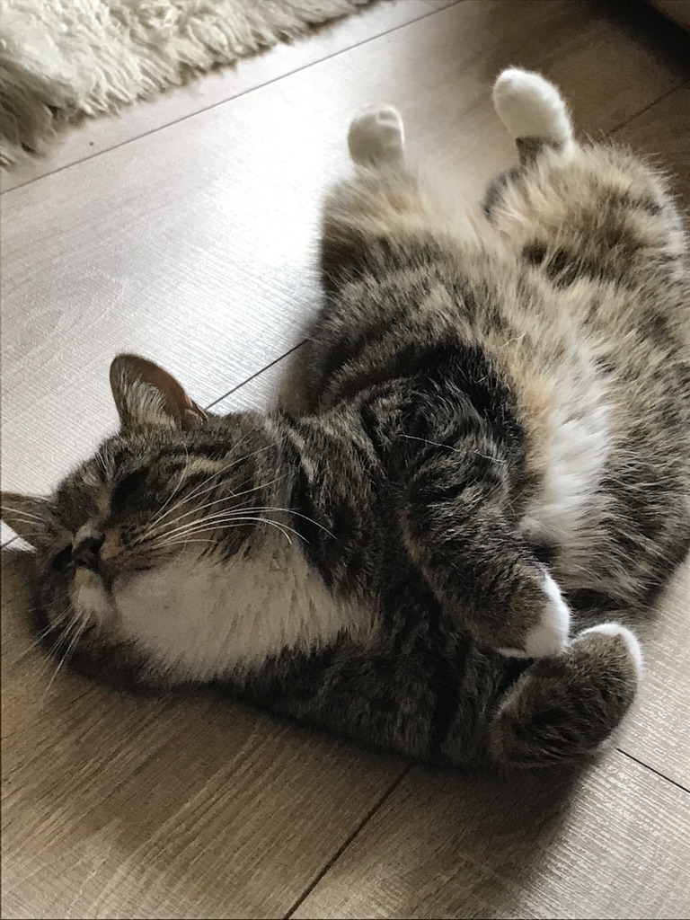 A very happy and sleepy looking tabby cat called Piglet.